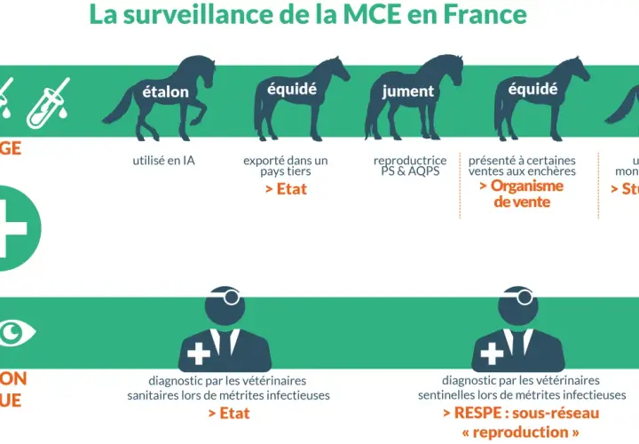 Surveillance de la MCE : dépistage par IA pour étalon, export, ventes, monte naturelle. Suspicion clinique : diagnostic vétérinaire pour métrites infectieuses, RESPE.