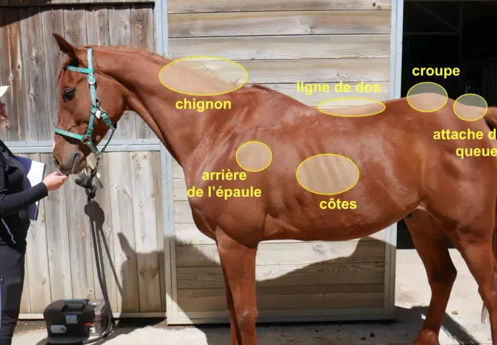 Un cheval maigre, marron, est examiné par une femme. Des zones sont annotées : chignon, ligne de dos, croupe, attache de la queue, arrière de l'épaule, côtes.