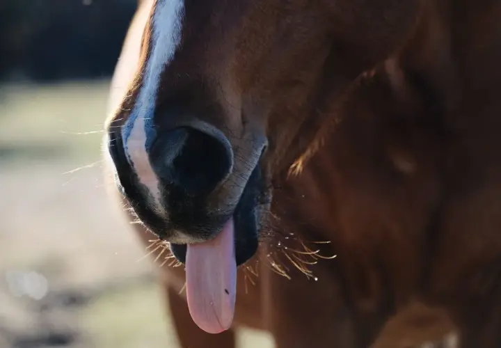 Gros plan sur le museau d'un cheval brun, langue sortie. La question "un cheval peut-il vomir ?" est souvent posée.