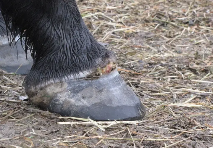 Le sabot d'un cheval noir, abcedyl, montre une blessure rouge et verte. Le sol est boueux et couvert de chaume.