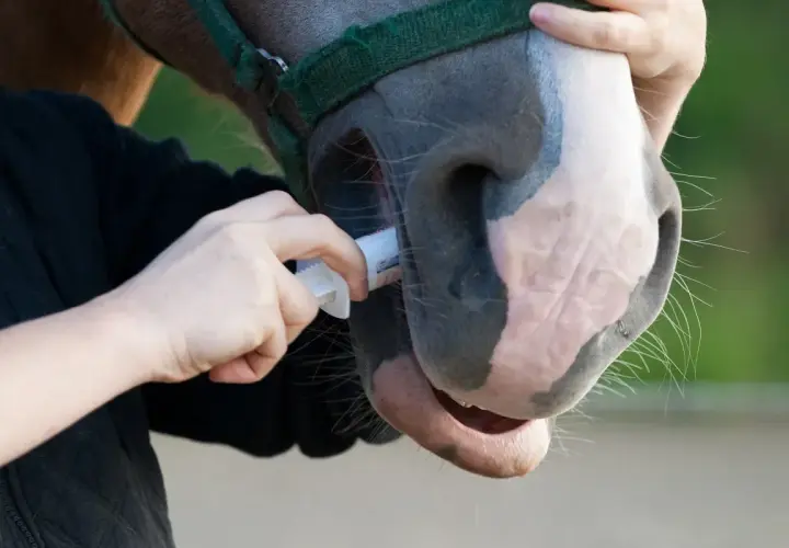 Une personne administre un vermifuge à un cheval. Savoir quand vermifuger son cheval est essentiel pour sa santé.