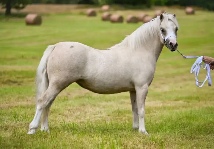 Un magnifique grand poney blanc se tient dans un pré verdoyant, une personne tenant sa longe à droite.