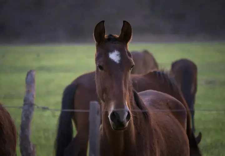 Un jeune cheval au pelage brun, marqué d'une étoile blanche sur le front, regarde la caméra. Son **foie cheval** est sain et vigoureux.