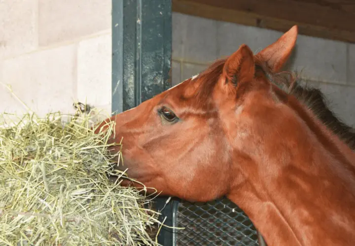 Un cheval brun savoure son fourrage dans son box.