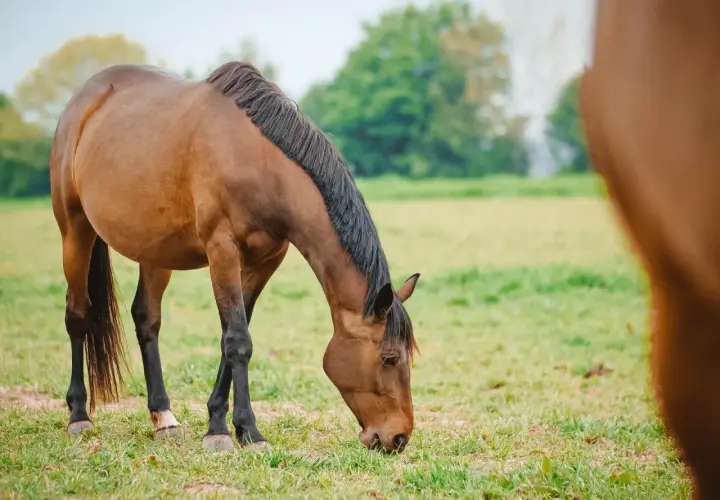 Un cheval brun broute paisiblement des graminées fourragères dans un pré verdoyant, sous un ciel clair.