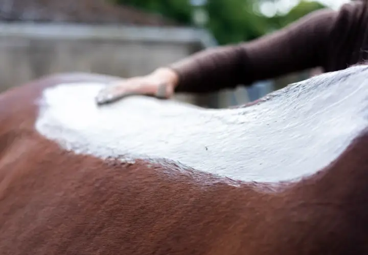 Une main applique de l'argile blanche sur le dos d'un cheval brun. Un soin apaisant pour le cheval.