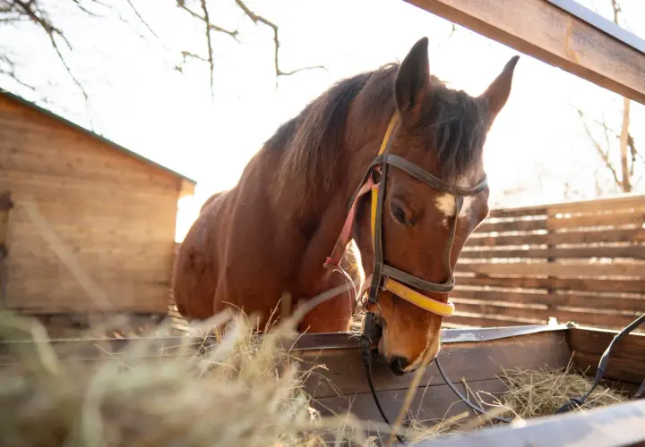Un cheval brun mange du foin dans un enclos en bois. Le soleil brille, créant une atmosphère chaleureuse. On pense au prix vaccin cheval.