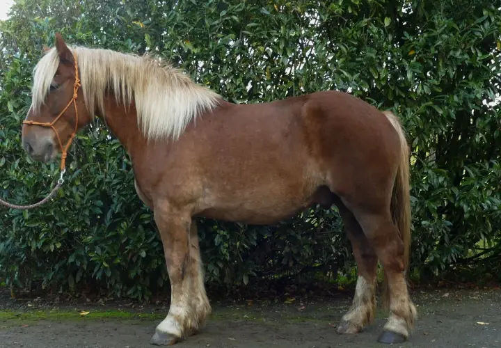 Un robuste Suffolk Punch, au pelage brun et à la crinière blonde, se tient fièrement devant un fond de verdure luxuriante.