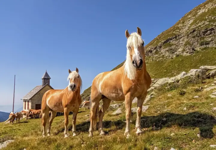 Deux chevaux Haflinger au caractère paisible, se tenant dans un paysage montagneux près d'une petite église.