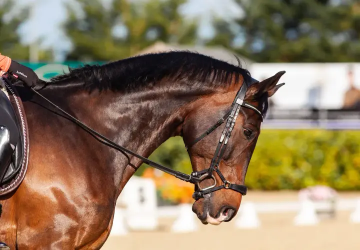 Un cheval bai en plein effort, prêt pour le **règlement dressage FFE**. La bride est ajustée, le cavalier concentré.