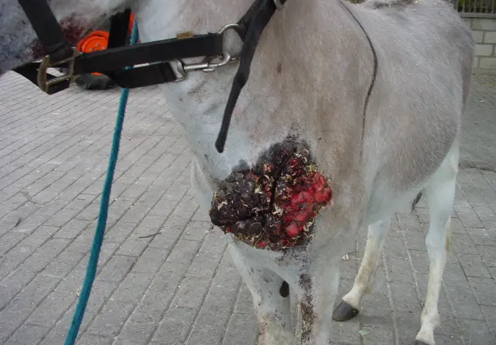 Un cheval souffre d'un carcinome avancé sur le flanc, une plaie ouverte et sanglante.