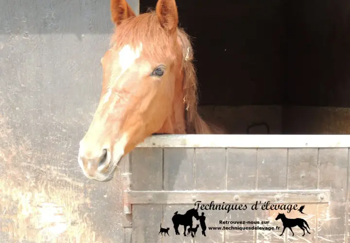 Un cheval roux curieux sort de son box. L'orge est une céréale essentielle pour l'alimentation des chevaux.