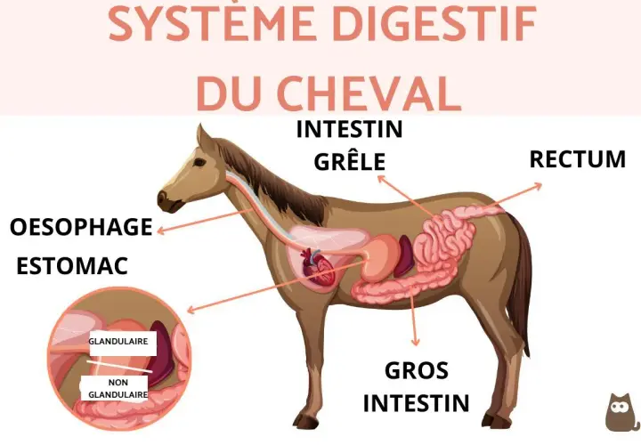 Schéma du système digestif du cheval, montrant l'œsophage, l'estomac, l'intestin grêle, le gros intestin et le rectum. La taille de l'intestin du cheval est impressionnante.