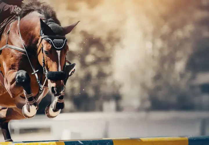 Un cheval brun saute un obstacle lors d'une compétition de cso équitation. La poussière vole autour de ses sabots.
