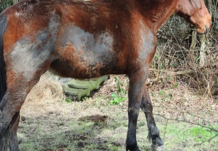 Un cheval brun, au pelage par endroits rasé, semble transpirer sans rien faire, debout dans un pré.