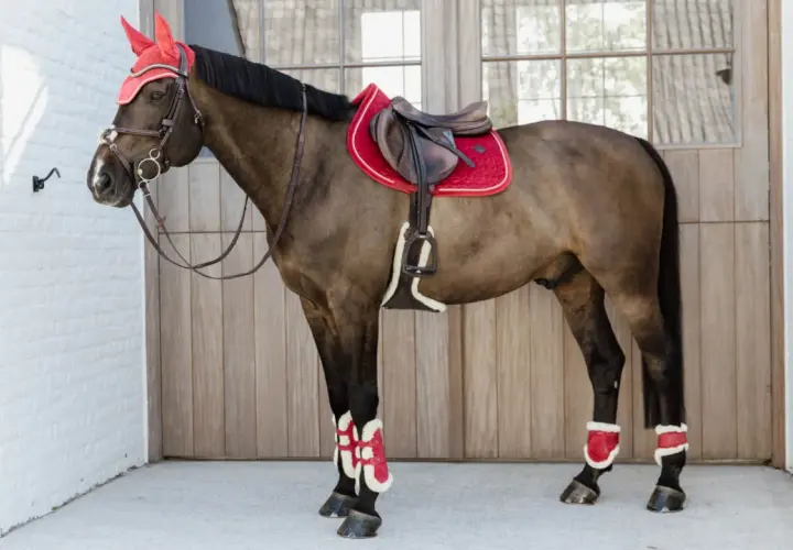 Cheval brun avec selle rouge et bonnet assorti. Ses protections de jambes, d'un rouge vif, ne sont pas toxiques et ajoutent une touche audacieuse.