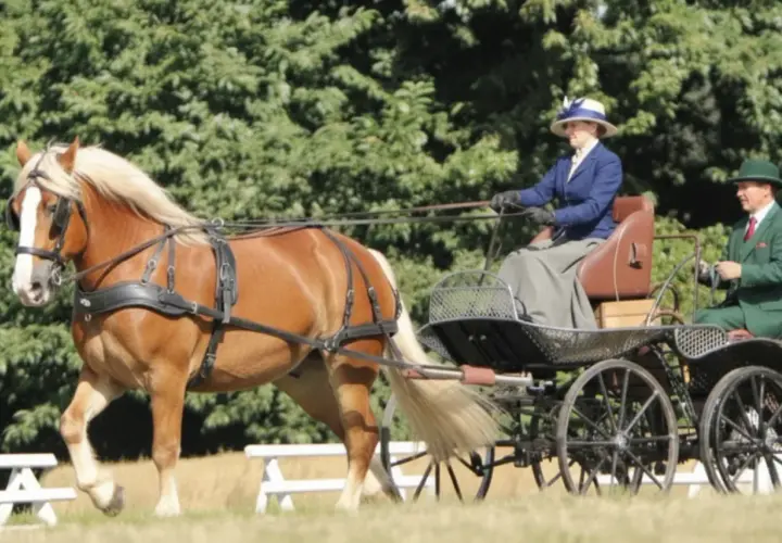 Un magnifique cheval de trait breton tire une calèche d'époque avec deux personnes élégamment habillées.