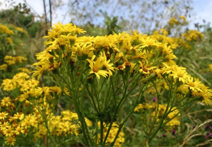 Un champ de seneçon de Jacob, aux fleurs jaunes vives, illumine le paysage.