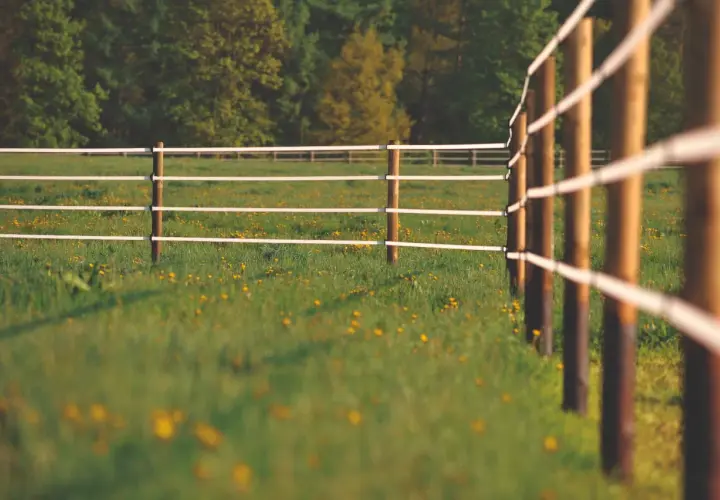 Clôture électrique sur une prairie verdoyante parsemée de fleurs jaunes, prête pour l'application d'engrais prairie.