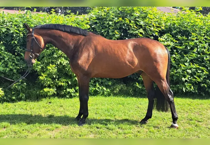 Un magnifique cheval warmblood bai, au port altier, se tient sur une pelouse verte devant un mur de verdure luxuriante.