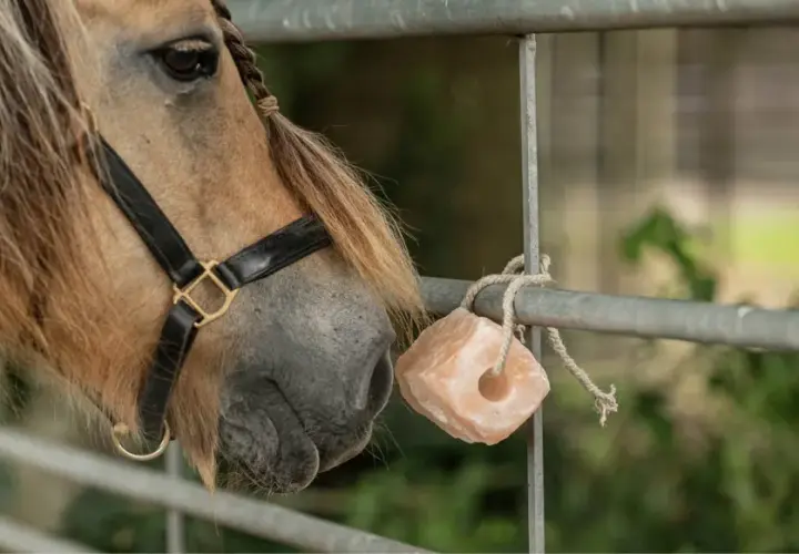 Un cheval au licol noir s'approche d'une pierre de sel rose, une source de minéraux essentiels pour sa santé.