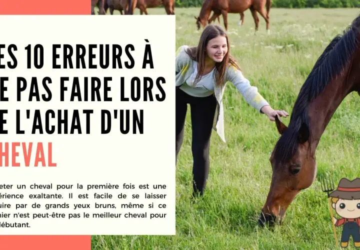 Jeune fille caressant un cheval dans un pré. Le texte parle des erreurs à éviter lors de l'achat d'un cheval, abordant la réglementation cheval sur terrain privé.
