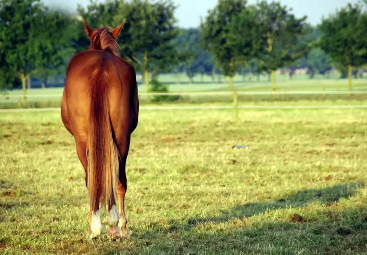 Cheval brun au pré, queue longue et soyeuse. Un petit tas d'excréments au sol, peut-être des oxyures cheval.