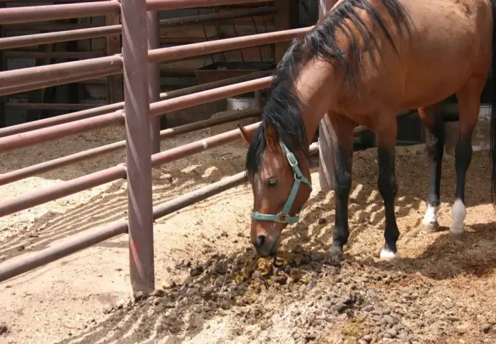 Un cheval brun renifle un tas de crottin de cheval, peut-être un signe de maladie ou de parasites.
