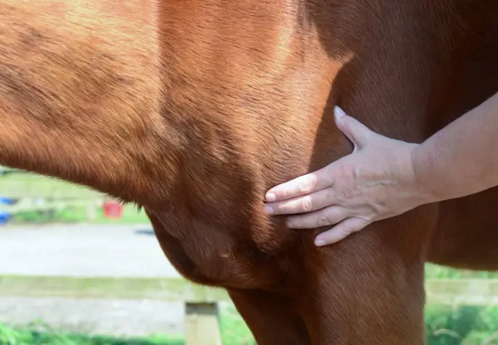 Main d'un vétérinaire palpant le flanc d'un cheval pour évaluer un œdème, étape clé du traitement.