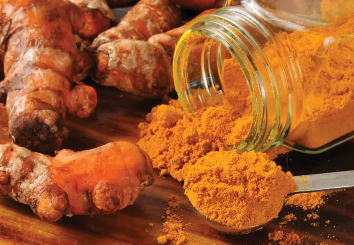 Racines de curcuma et poudre dorée. Une cuillère déborde de curcuma, prêt à être ajouté à la nourriture des chevaux pour leurs bienfaits.