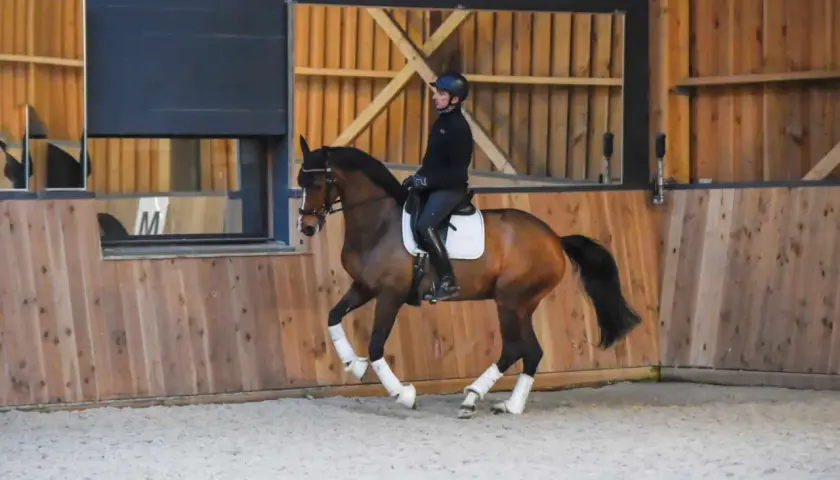 Un cheval brun en plein galop dans une carrière, monté par une cavalière en tenue d'équitation.