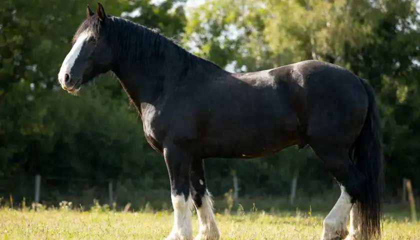 Un magnifique cheval noir, un Clydesdale, se tient dans un pré verdoyant. Sa **taille** imposante et sa robe lustrée sont mises en valeur par le soleil.