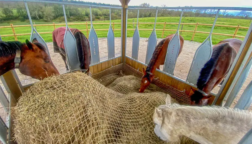 Chevaux mangeant du foin dans un râtelier. Le foin, essentiel pour leur digestion, présente des avantages et inconvénients.