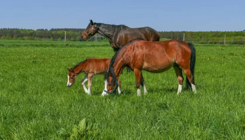 Trois chevaux, dont un poulain, broutent dans un pré verdoyant. L'herbe luxuriante suggère une bonne analyse de sol pour la pâture.