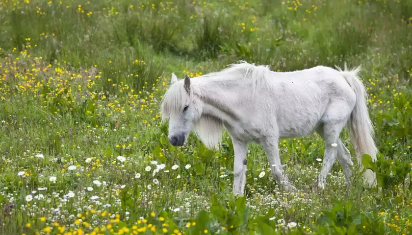 Un poney blanc, au milieu d'un champ de fleurs jaunes et blanches, broute paisiblement. Il semble savourer ce qu'un poney mange dans un tel décor.