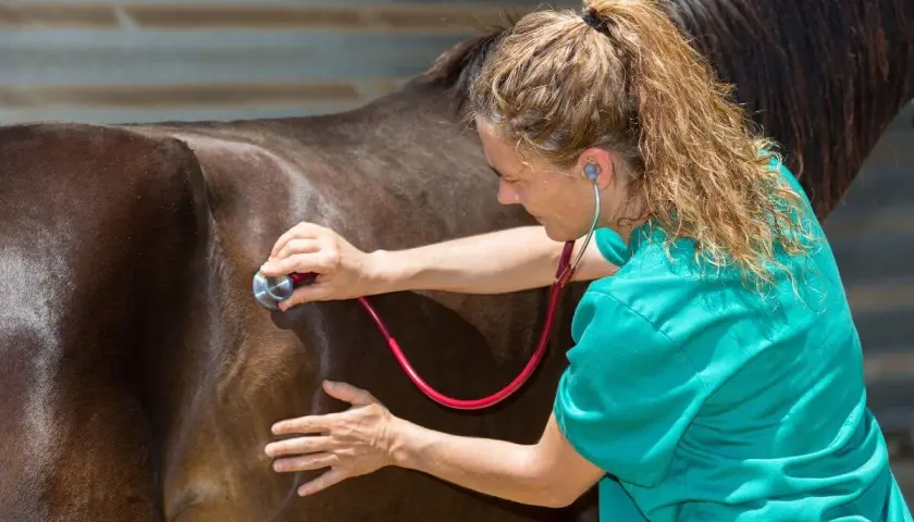 Vétérinaire auscultant un cheval avec un stéthoscope. Elle vérifie la santé de ce magnifique gourme cheval.