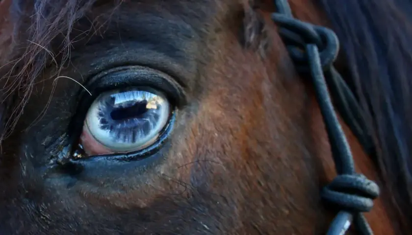 Œil bleu intense d'un cheval, reflet d'un ciel nuageux. On dirait un cheval qui pleure, une larme de tristesse dans son regard profond.