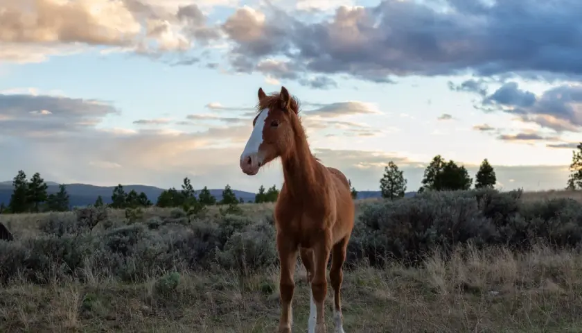 Un jeune mustang animal au pelage roux se tient dans un paysage sauvage, sous un ciel nuageux au coucher du soleil.