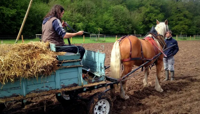 Un homme conduit un cheval de trait tirant une charrette de foin. Un autre homme surveille. C'est une herse de prairie pour chevaux en action.