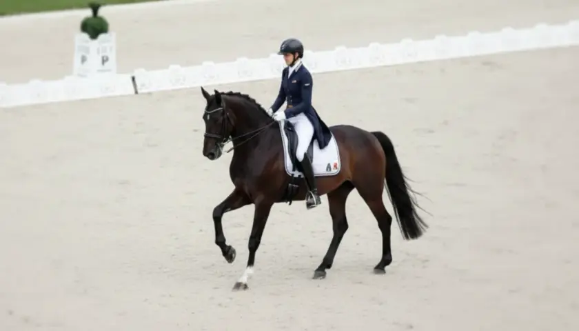 Cavalier en tenue d'équitation sur un cheval brun, exécutant un mouvement gracieux. Une belle démonstration de la race de chevaux français.