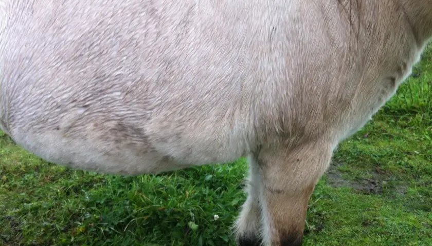 Flanc d'un cheval à la robe claire, peut-être traité avec de la metformine pour le bien-être de l'animal. Herbe verte en arrière-plan.
