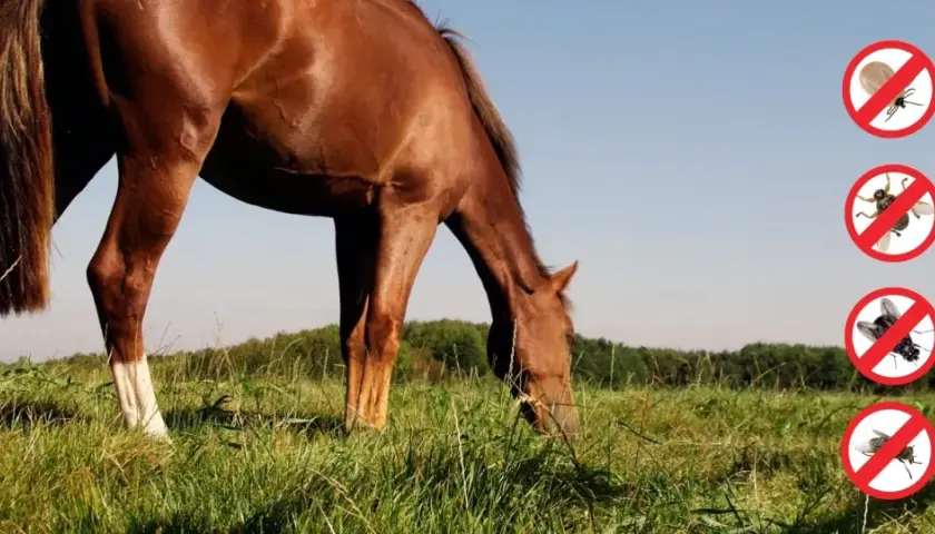 Cheval brun broutant dans un pré, avec des icônes de tiques et de mouches barrées, symbolisant la lutte contre le parasite cheval.