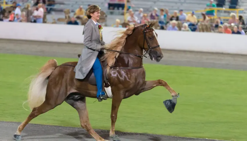 Une cavalière en tenue d'apparat monte un Tennessee Walking Horse, dont la crinière flotte au vent.
