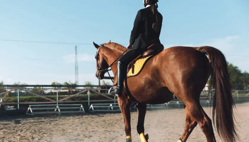 Cavalière en tenue d'équitation, le cheval au trot, une épaule en avant, sur un manège sablonneux.