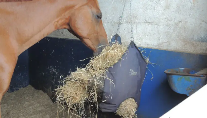 Un cheval brun mange du foin dans un sac de rationnement suspendu.