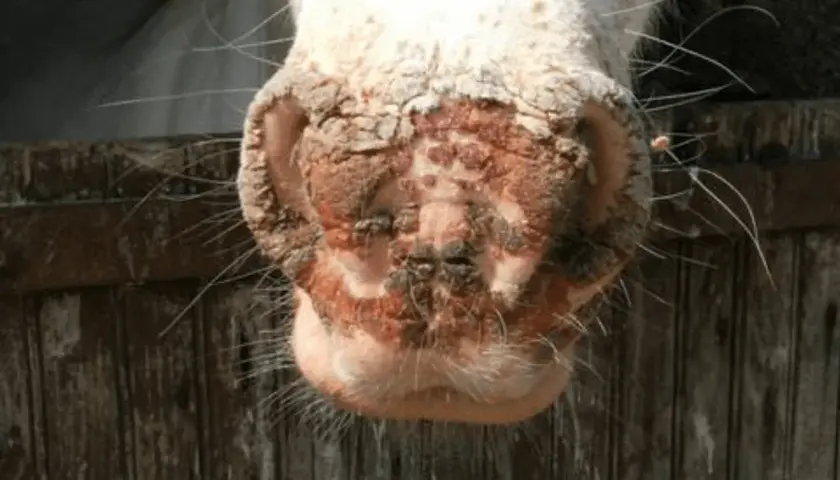 Museau de cheval affecté par le millepertuis photosensibilisant, avec des lésions cutanées et des croûtes.