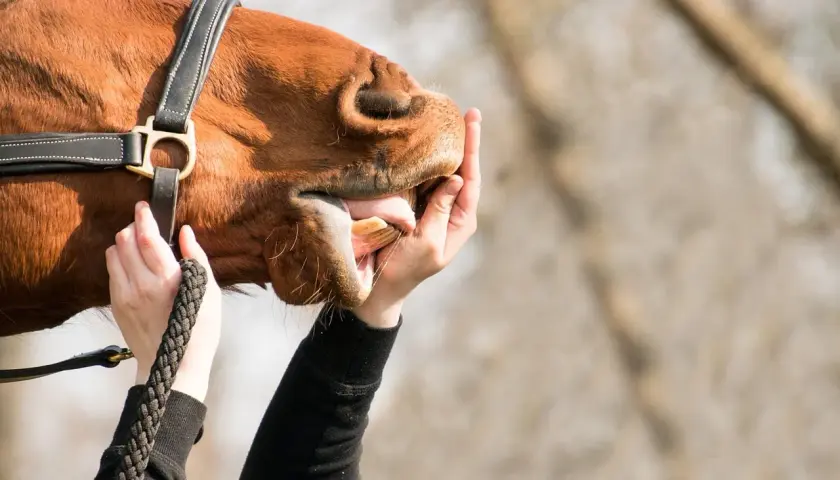 Un cheval roux est examiné, sa bouche ouverte par des mains. On vérifie s'il y a un aphte.