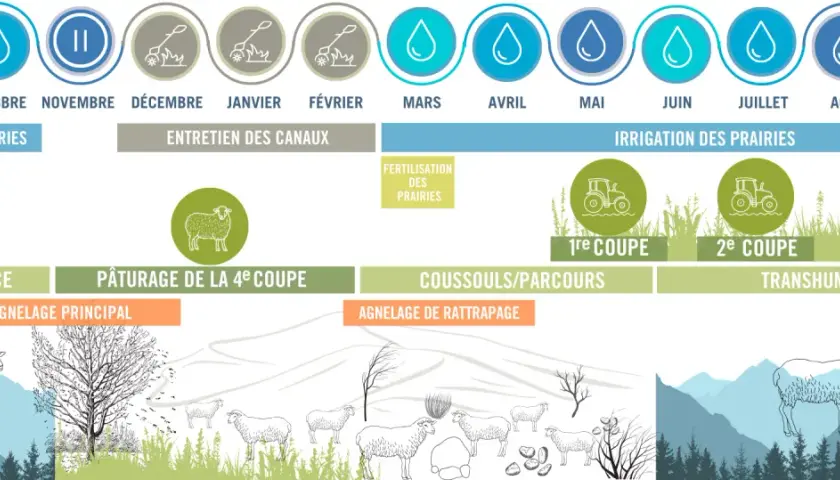 Le cycle annuel de l'élevage ovin montre l'irrigation des prairies, l'entretien des canaux, la fertilisation, et indique combien de coupe de foin par an sont réalisées : 3 coupes principales et une 4ème pour le pâturage.