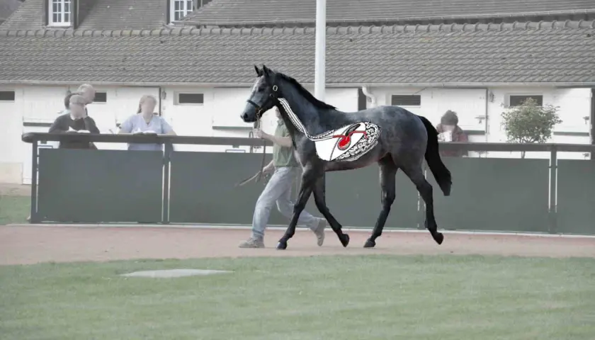 Cheval gris en mouvement, avec une illustration de l'estomac montrant un ulcère. La luzerne peut être une cause.