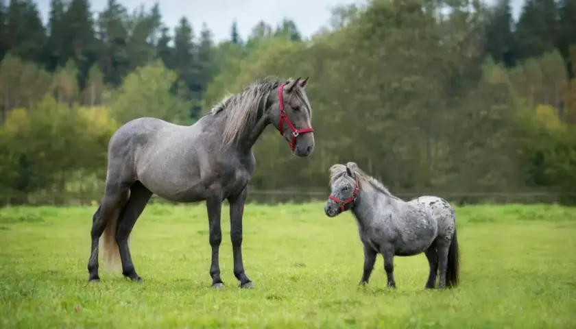 Un grand cheval gris et un mini cheval se tiennent dans un pré verdoyant, sous un ciel couvert.